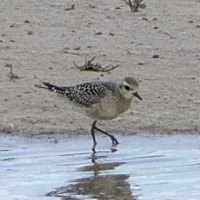 Prärie-Goldregenpfeifer